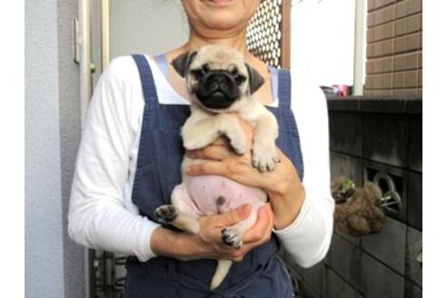 成約済の神奈川県のパグ-52347の2枚目